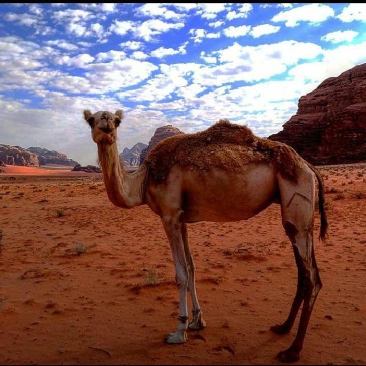 Wadi Rum Local Guide Camp Ngoại thất bức ảnh